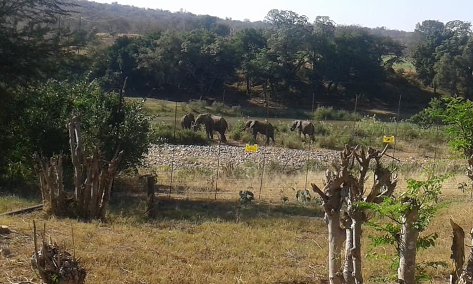 Three Bridges B&B Hoedspruit Kültér fotó